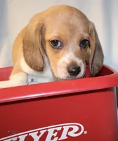 Chase, a male Beagle for sale in Greensboro, NC – 2 of 4