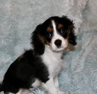 Louie, a male Cavalier King Charles Spaniel for sale in Greensboro, NC – 1 of 1