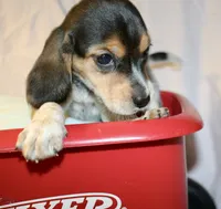 Daisey, a female Beagle for sale in Greensboro, NC – 3 of 4