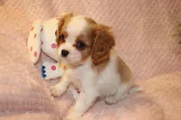 Lemonade, a female Cavalier King Charles Spaniel for sale in Greensboro, NC – 3 of 3
