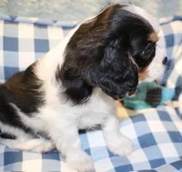 Windsor, a male Cavalier King Charles Spaniel for sale in Greensboro, NC – 2 of 3