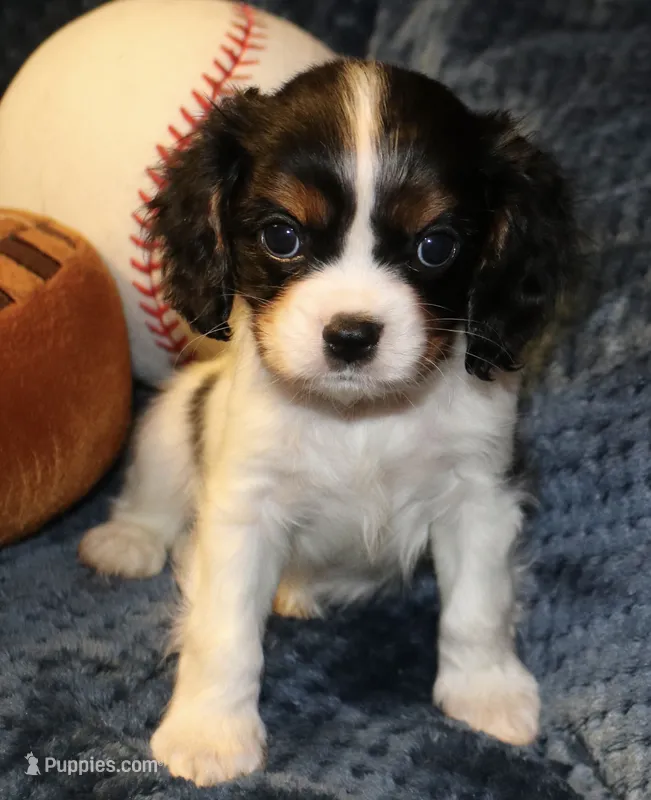 Bently – Cavalier King Charles Spaniel puppy for sale in Greensboro, NC