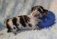 Frankie, a male Miniature Dachshund for sale in Greensboro, NC – 4 of 5