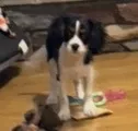 Winston – Cavalier King Charles Spaniel puppy for sale in Greensboro, NC