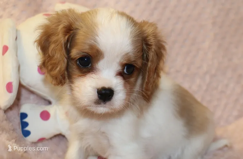 Lemonade – Cavalier King Charles Spaniel puppy for sale in Greensboro, NC