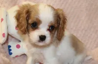Lemonade, a female Cavalier King Charles Spaniel for sale in Greensboro, NC – 1 of 3