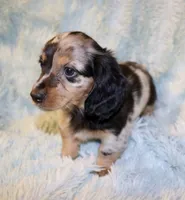 Frankie, a male Miniature Dachshund for sale in Greensboro, NC – 3 of 5