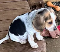 Lucy, a female Beagle for sale in Greensboro, NC – 2 of 2