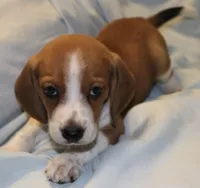 Cody, a male Beagle for sale in Greensboro, NC – 2 of 3