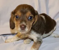Scrappy, a female Beagle for sale in Greensboro, NC – 1 of 3