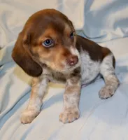 Roadie, a male Beagle for sale in Greensboro, NC – 4 of 4