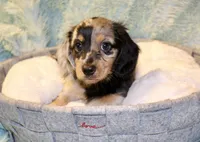 Frankie, a male Miniature Dachshund for sale in Greensboro, NC – 5 of 5