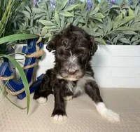 AKC Albert, a male Portuguese Water Dog for sale in Franklin, TN – Photo 2 of 7