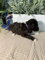 AKC Albert, a male Portuguese Water Dog for sale in Franklin, TN – Photo 6 of 7