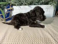 AKC Albert, a male Portuguese Water Dog for sale in Franklin, TN – Photo 7 of 7