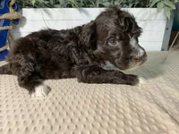 AKC Albert, a male Portuguese Water Dog for sale in Franklin, TN – Photo 3 of 7