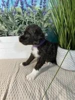 AKC Albert, a male Portuguese Water Dog for sale in Franklin, TN – Photo 4 of 7