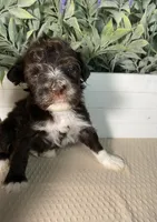 AKC Albert, a male Portuguese Water Dog for sale in Franklin, TN – Photo 5 of 7