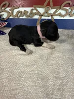 AKC Sparkles, a female Portuguese Water Dog for sale in Franklin, TN – 6 of 6