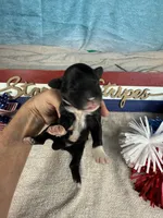 AKC Sammy 🎇, a male Portuguese Water Dog for sale in Franklin, TN – 2 of 5