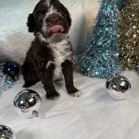AKC GOURDY, a male Portuguese Water Dog for sale in Franklin, TN – Photo 9 of 9