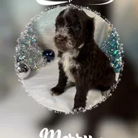 AKC GOURDY, a male Portuguese Water Dog for sale in Franklin, TN – Photo 1 of 9