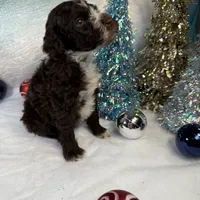 AKC GOURDY, a male Portuguese Water Dog for sale in Franklin, TN – Photo 6 of 9