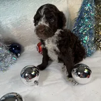 AKC GOURDY, a male Portuguese Water Dog for sale in Franklin, TN – Photo 7 of 9