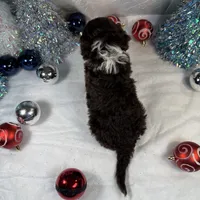 AKC GOURDY, a male Portuguese Water Dog for sale in Franklin, TN – Photo 8 of 9