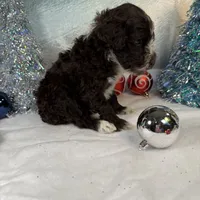 AKC GOURDY, a male Portuguese Water Dog for sale in Franklin, TN – Photo 3 of 9