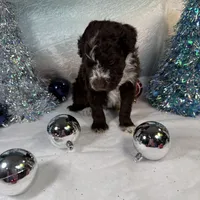 AKC GOURDY, a male Portuguese Water Dog for sale in Franklin, TN – Photo 4 of 9