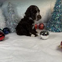 AKC GOURDY, a male Portuguese Water Dog for sale in Franklin, TN – Photo 2 of 9