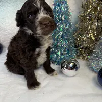 AKC GOURDY, a male Portuguese Water Dog for sale in Franklin, TN – Photo 5 of 9