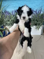 AKC Joey, a male Portuguese Water Dog for sale in Franklin, TN – Photo 4 of 7