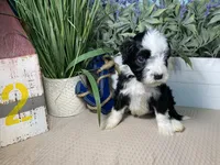 AKC Joey, a male Portuguese Water Dog for sale in Franklin, TN – Photo 3 of 7