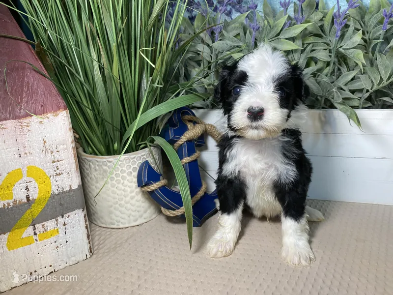 AKC Joey, a male Portuguese Water Dog for sale in Franklin, TN – Photo 1 of 7