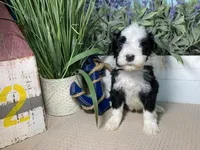 AKC Joey, a male Portuguese Water Dog for sale in Franklin, TN – Photo 1 of 7