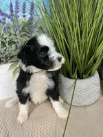 AKC Joey, a male Portuguese Water Dog for sale in Franklin, TN – Photo 6 of 7