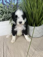 AKC Joey, a male Portuguese Water Dog for sale in Franklin, TN – Photo 7 of 7