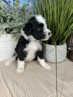 AKC Joey, a male Portuguese Water Dog for sale in Franklin, TN – Photo 2 of 7