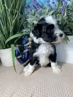 AKC Joey, a male Portuguese Water Dog for sale in Franklin, TN – Photo 5 of 7