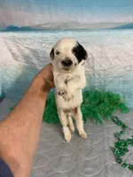 🍀AKC FERRARI🍀, a male Portuguese Water Dog for sale in Franklin, TN – Photo 6 of 8