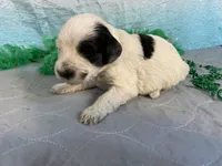 🍀AKC FERRARI🍀, a male Portuguese Water Dog for sale in Franklin, TN – Photo 2 of 8