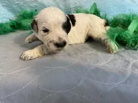 🍀AKC FERRARI🍀, a male Portuguese Water Dog for sale in Franklin, TN – Photo 3 of 8