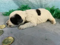 🍀AKC FERRARI🍀, a male Portuguese Water Dog for sale in Franklin, TN – Photo 8 of 8