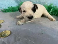 🍀AKC FERRARI🍀, a male Portuguese Water Dog for sale in Franklin, TN – Photo 4 of 8