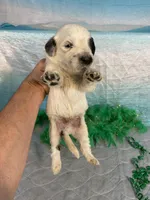 🍀AKC FERRARI🍀, a male Portuguese Water Dog for sale in Franklin, TN – Photo 5 of 8