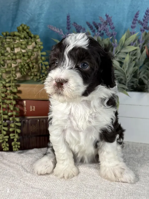 AKC DAISY 🌼 – Portuguese Water Dog puppy for sale in Franklin, TN