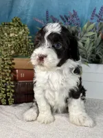 AKC DAISY 🌼, a female Portuguese Water Dog for sale in Franklin, TN – Photo 1 of 10