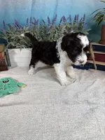 AKC DAISY 🌼, a female Portuguese Water Dog for sale in Franklin, TN – Photo 7 of 10